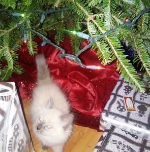 Meet your Posher, Barbara